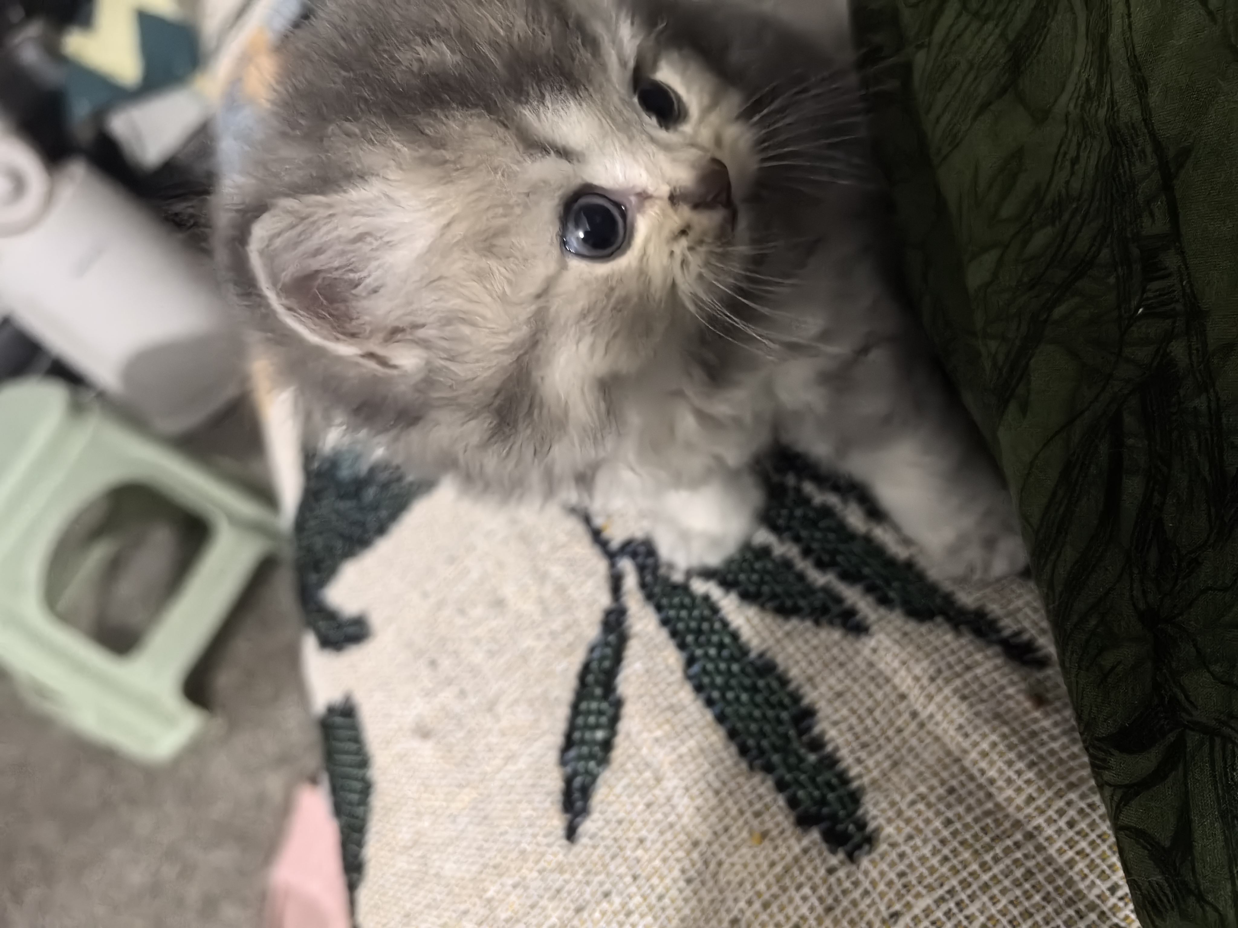 可爱的小猪咪